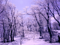 XgRui