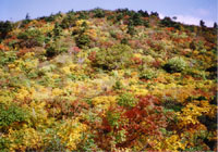 IR