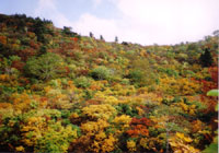 IR