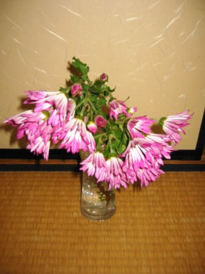 腰の低い菊